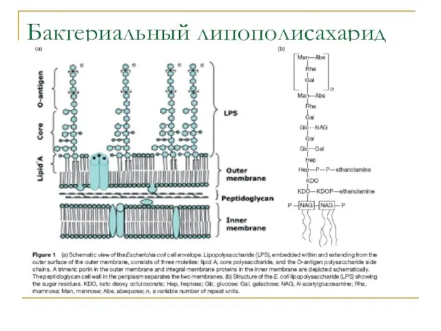 Бактериальный липополисахарид