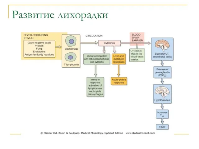 Развитие лихорадки