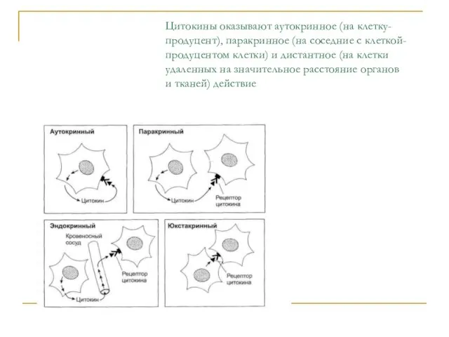 Цитокины оказывают аутокринное (на клетку-продуцент), паракринное (на соседние с клеткой-продуцентом клетки) и