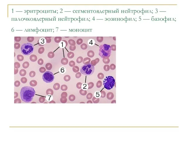 1 — эритроциты; 2 — сегментоядерный нейтрофил; 3 — палочкоядерный нейтрофил; 4