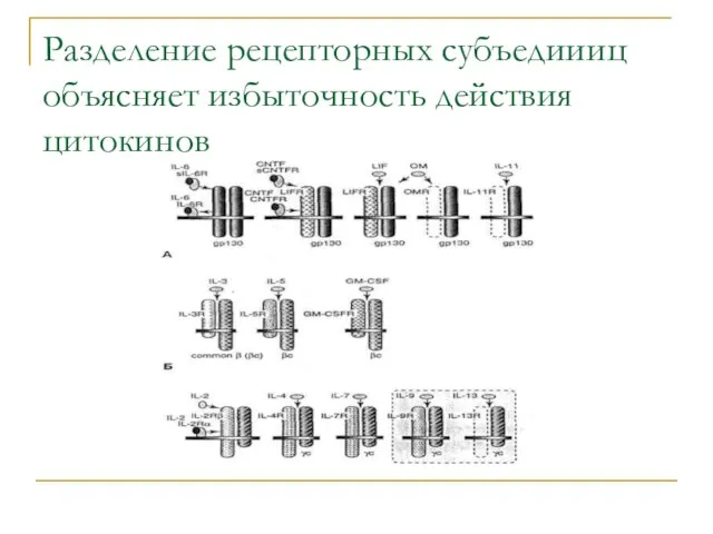 Разделение рецепторных субъедиииц объясняет избыточность действия цитокинов