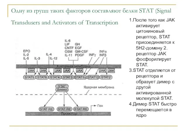 Одну из групп таких факторов составляют белки STAT (Signal Transdusers and Activators