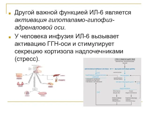 Другой важной функцией ИЛ-6 является активация гипоталамо-гипофиз-адреналовой оси. У человека инфузия ИЛ-6