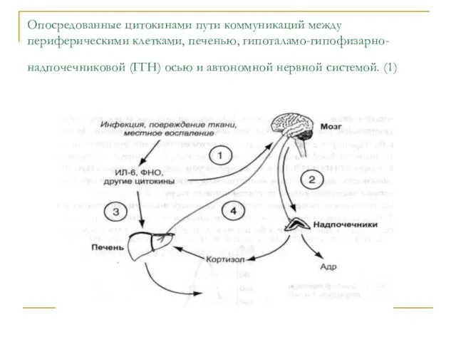 Опосредованные цитокинами пути коммуникаций между периферическими клетками, печенью, гипоталамо-гипофизарно-надпочечниковой (ГГН) осью и автономной нервной системой. (1)