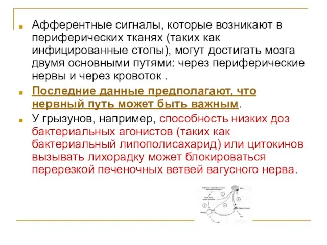 Афферентные сигналы, которые возникают в периферических тканях (таких как инфицированные стопы), могут