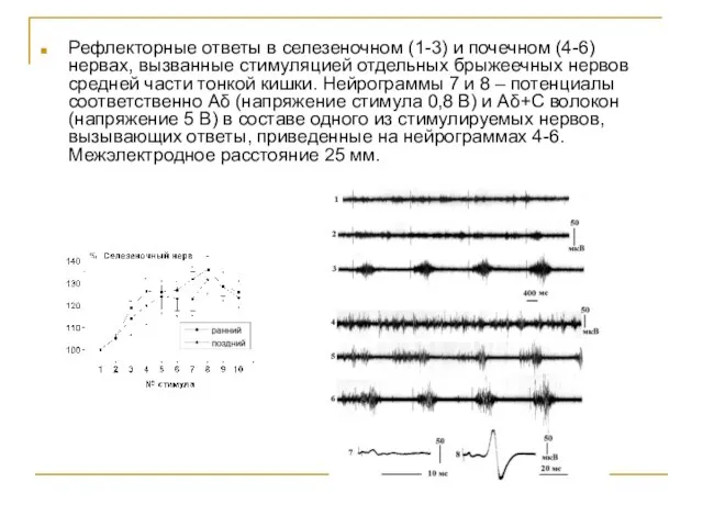 Рефлекторные ответы в селезеночном (1-3) и почечном (4-6) нервах, вызванные стимуляцией отдельных