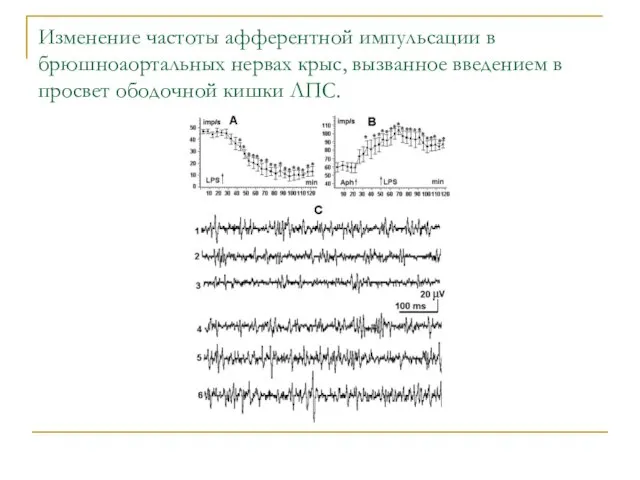 Изменение частоты афферентной импульсации в брюшноаортальных нервах крыс, вызванное введением в просвет ободочной кишки ЛПС.