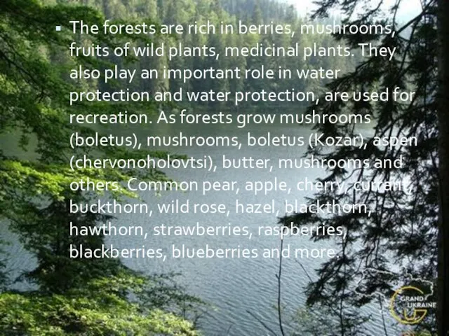 The forests are rich in berries, mushrooms, fruits of wild plants, medicinal