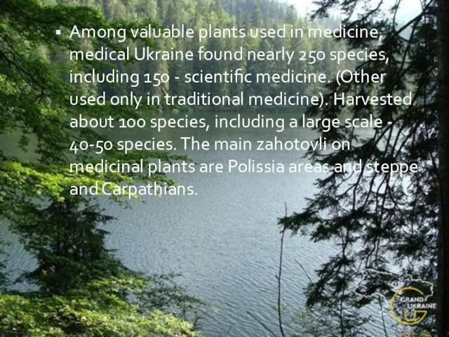 Among valuable plants used in medicine, medical Ukraine found nearly 250 species,