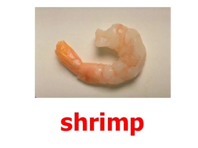 shrimp