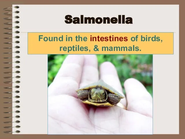 Salmonella Found in the intestines of birds, reptiles, & mammals.