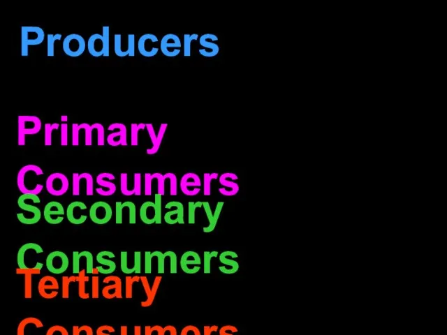 Producers Primary Consumers Secondary Consumers Tertiary Consumers