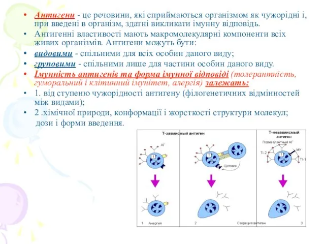 Антигени - це речовини, які сприймаються організмом як чужорідні і, при введені