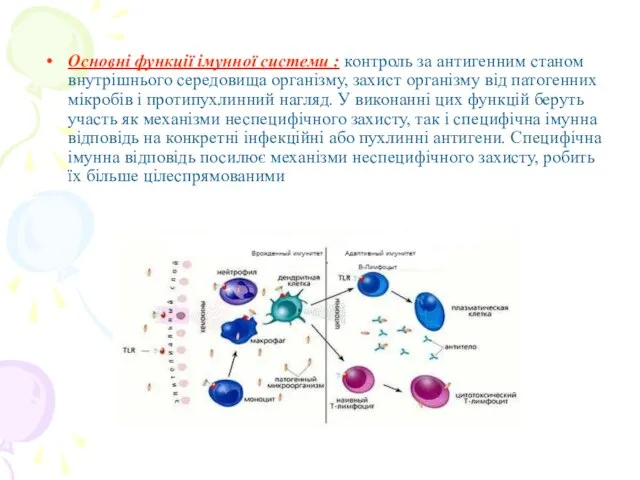 Основні функції імунної системи : контроль за антигенним станом внутрішнього середовища організму,