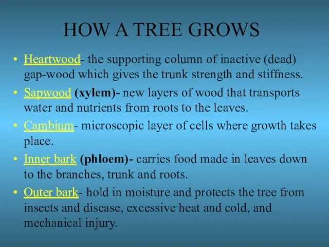 HOW A TREE GROWS Heartwood- the supporting column of inactive (dead) gap-wood