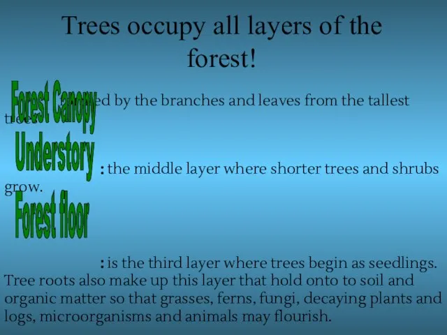 Trees occupy all layers of the forest! : formed by the branches