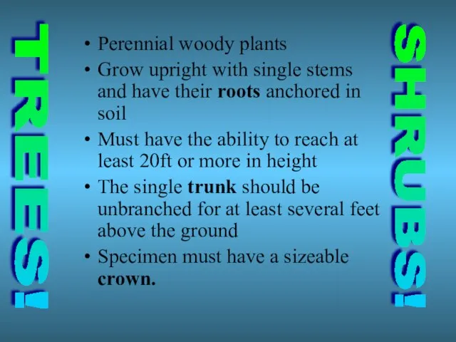 Perennial woody plants Grow upright with single stems and have their roots