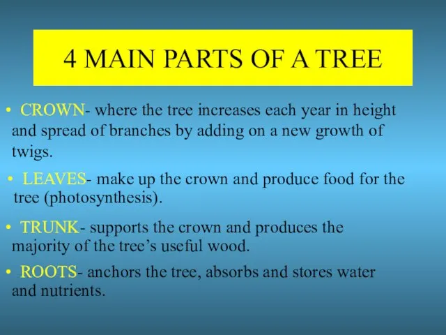 4 MAIN PARTS OF A TREE CROWN- where the tree increases each