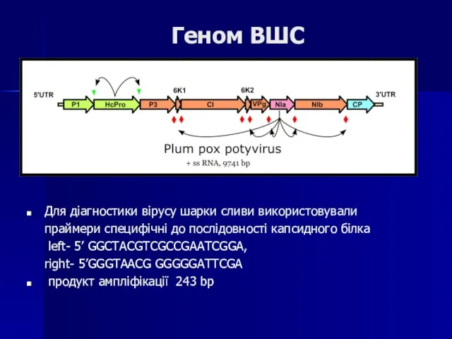 Геном ВШС Для діагностики вірусу шарки сливи використовували праймери специфічні до послідовності