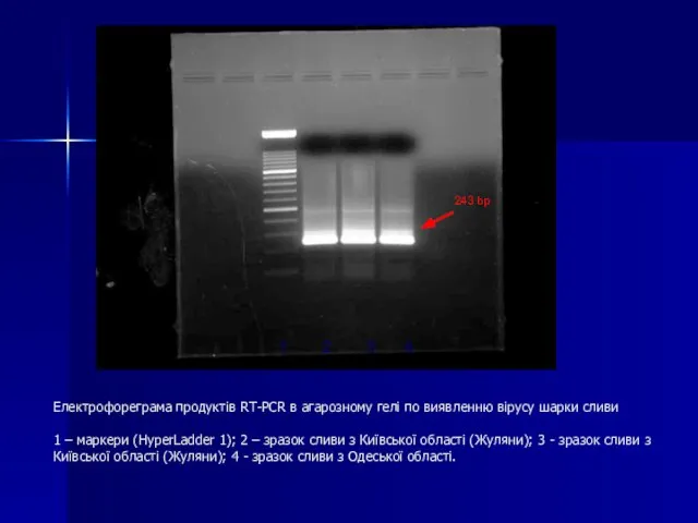 Електрофореграма продуктів RT-PCR в агарозному гелі по виявленню вірусу шарки сливи 1