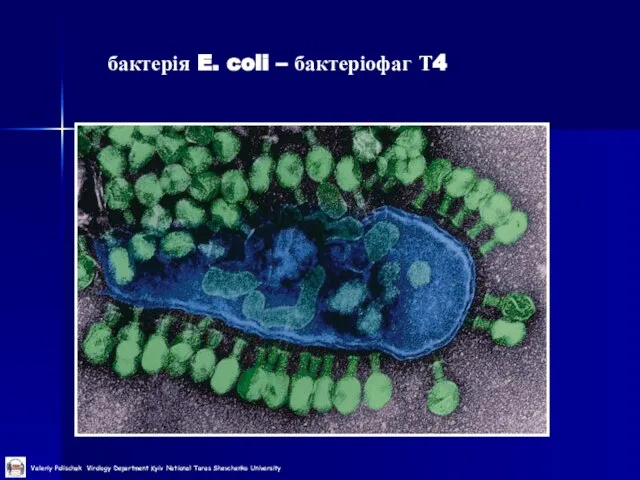 бактерія E. coli – бактеріофаг Т4