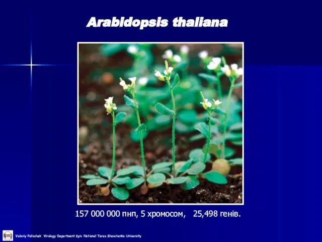 Arabidopsis thaliana 157 000 000 пнп, 5 хромосом, 25,498 генів.