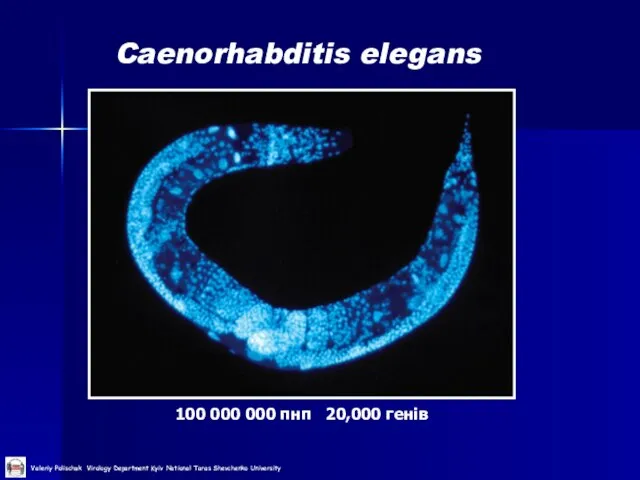 Caenorhabditis elegans 100 000 000 пнп 20,000 генів