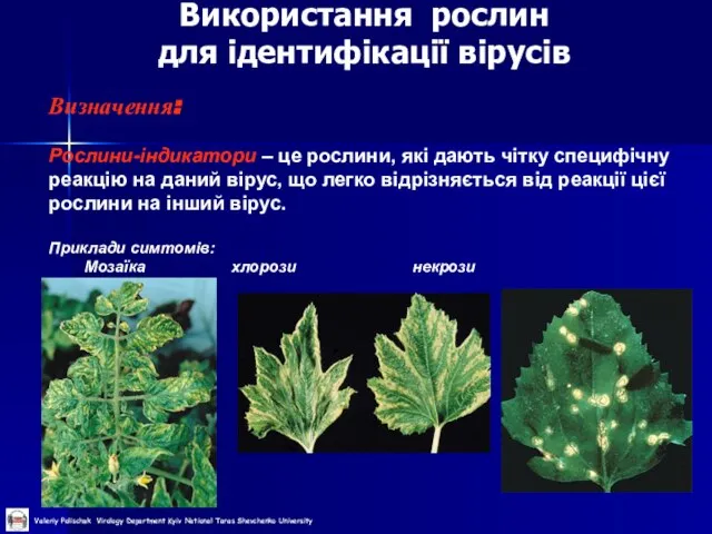 Використання рослин для ідентифікації вірусів Визначення: Рослини-індикатори – це рослини, які дають