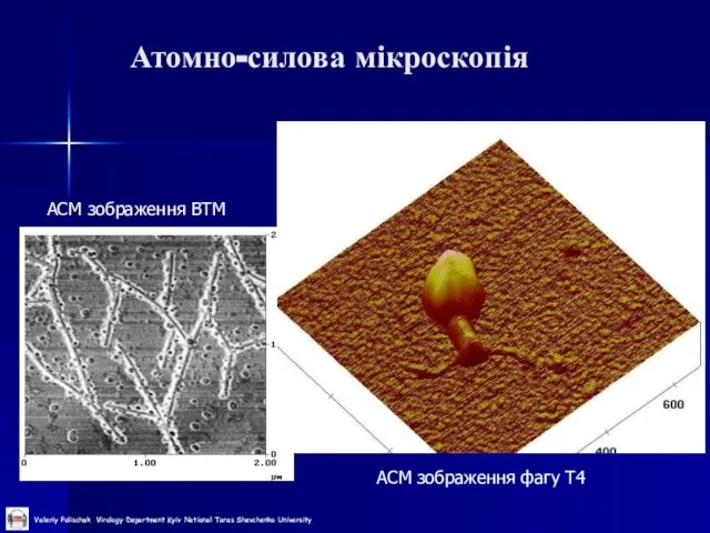 Атомно-силова мікроскопія АСМ зображення фагу Т4 АСМ зображення ВТМ