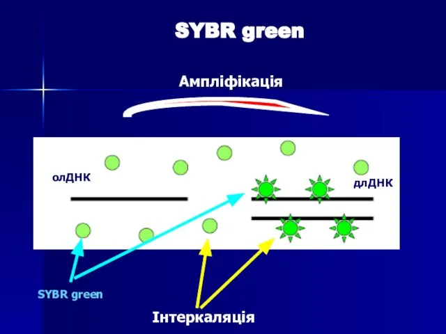 SYBR green Ампліфікація Інтеркаляція SYBR green олДНК длДНК