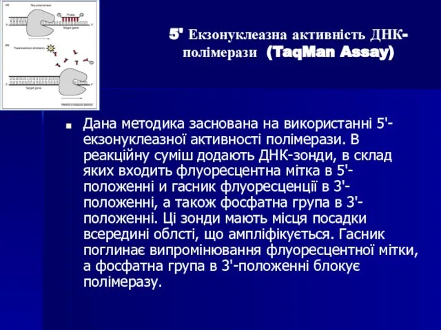 Дана методика заснована на використанні 5'-екзонуклеазної активності полімерази. В реакційну суміш додають