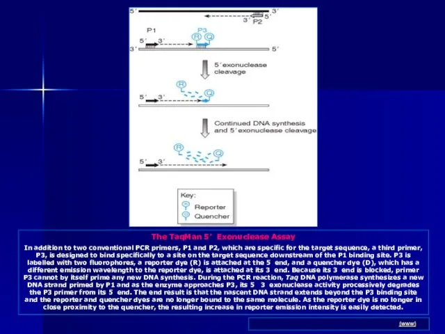 The TaqMan 5’ Exonuclease Assay In addition to two conventional PCR primers,