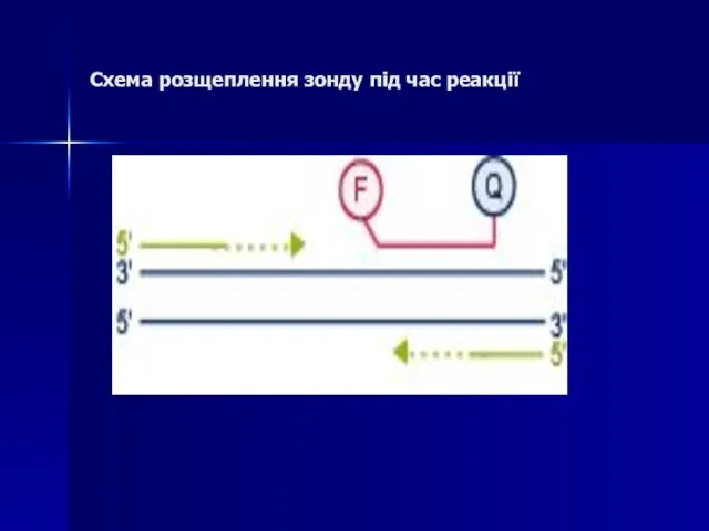 Схема розщеплення зонду під час реакції