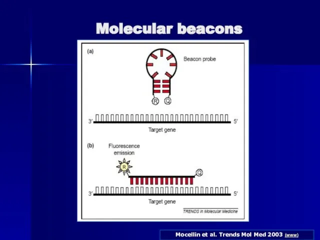 Mocellin et al. Trends Mol Med 2003 (www) Molecular beacons