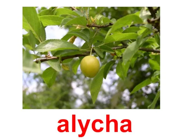 alycha