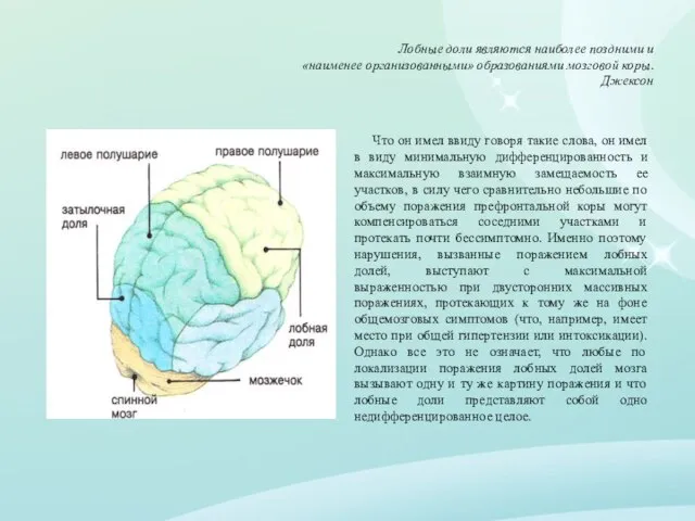 Лобные доли являются наиболее поздними и «наименее организованными» образованиями мозговой коры. Джексон