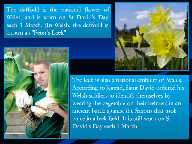 The daffodil is the national flower of Wales, and is worn on