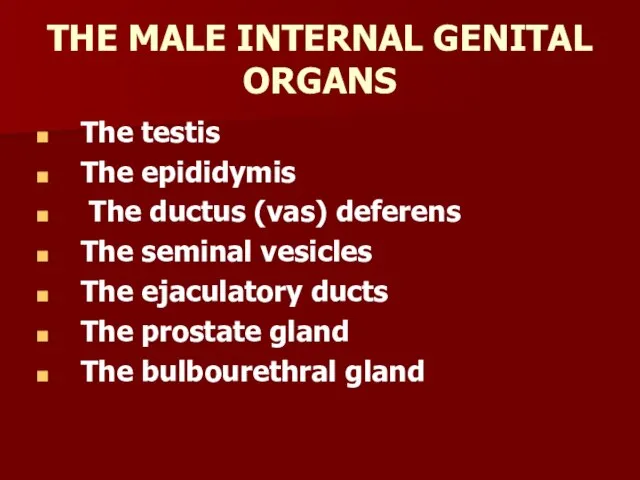 THE MALE INTERNAL GENITAL ORGANS The testis The epididymis The ductus (vas)