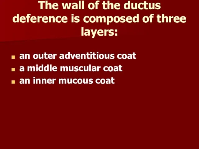 The wall of the ductus deference is composed of three layers: an