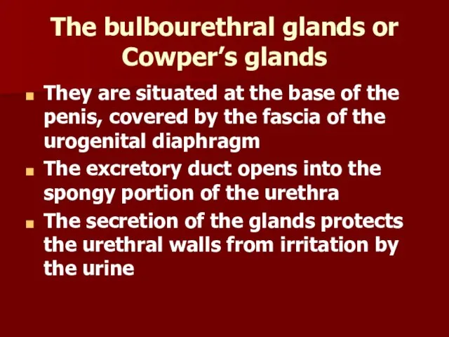 The bulbourethral glands or Cowper’s glands They are situated at the base