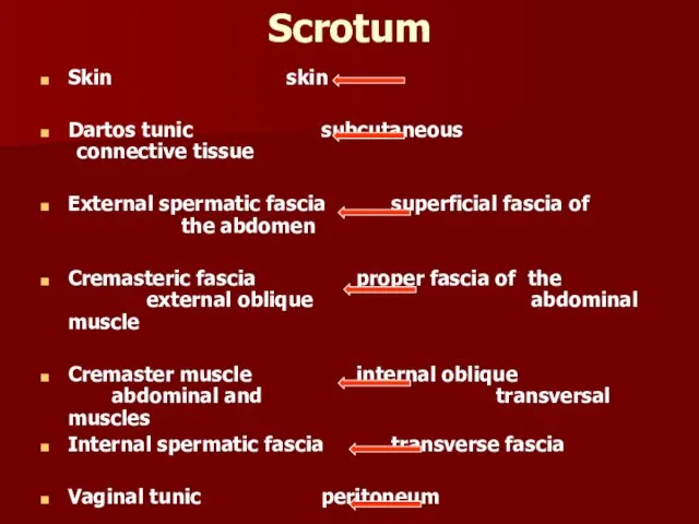 Scrotum Skin skin Dartos tunic subcutaneous connective tissue External spermatic fascia superficial
