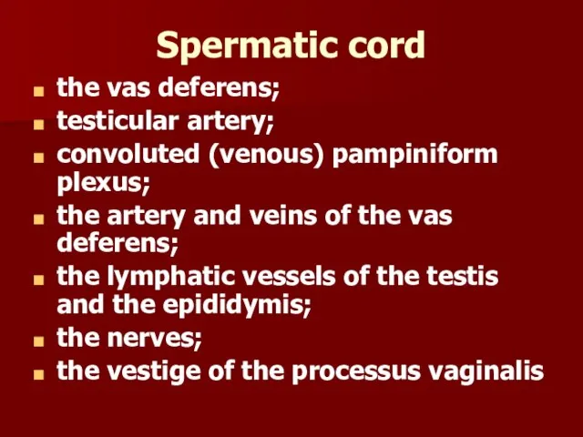 Spermatic cord the vas deferens; testicular artery; convoluted (venous) pampiniform plexus; the