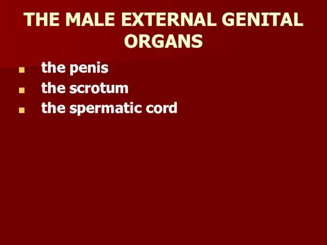 THE MALE EXTERNAL GENITAL ORGANS the penis the scrotum the spermatic cord