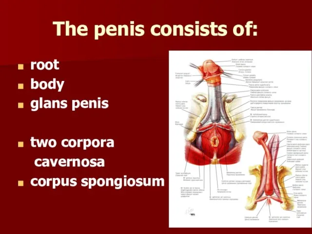 The penis consists of: root body glans penis two corpora cavernosa corpus spongiosum