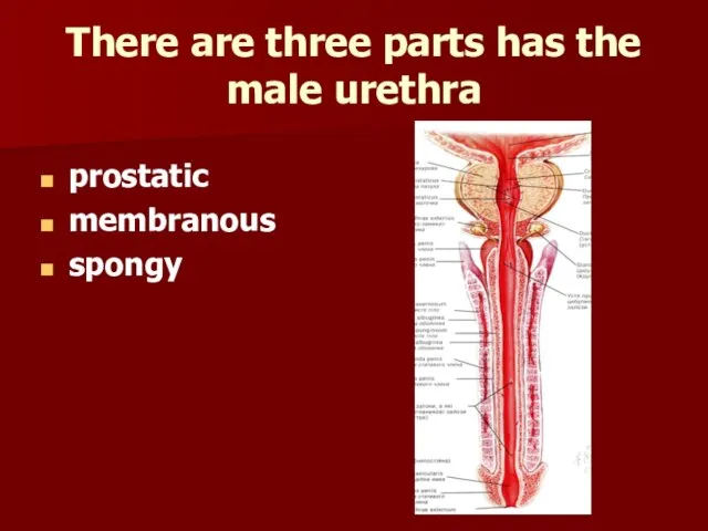 There are three parts has the male urethra prostatic membranous spongy