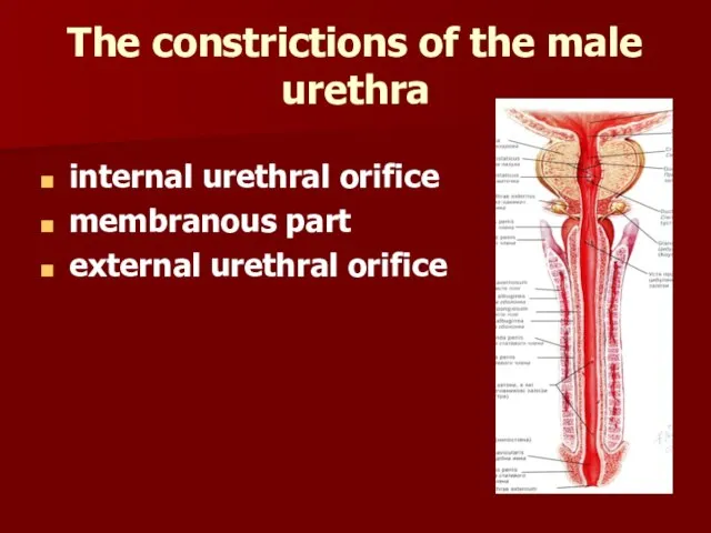 The constrictions of the male urethra internal urethral orifice membranous part external urethral orifice