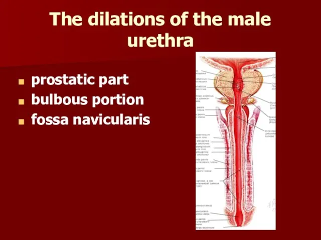 The dilations of the male urethra prostatic part bulbous portion fossa navicularis