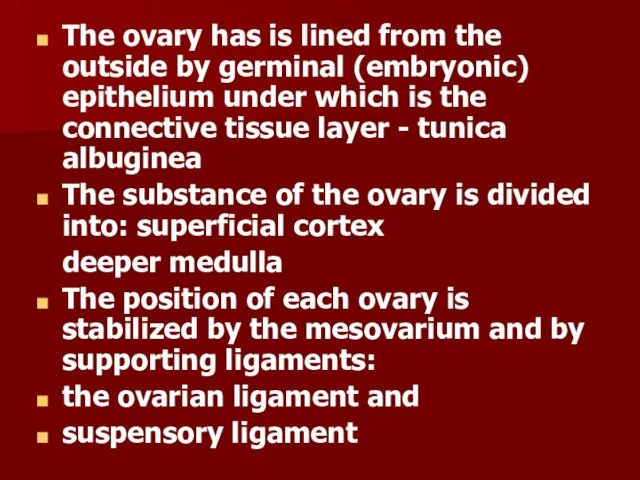 The ovary has is lined from the outside by germinal (embryonic) epithelium