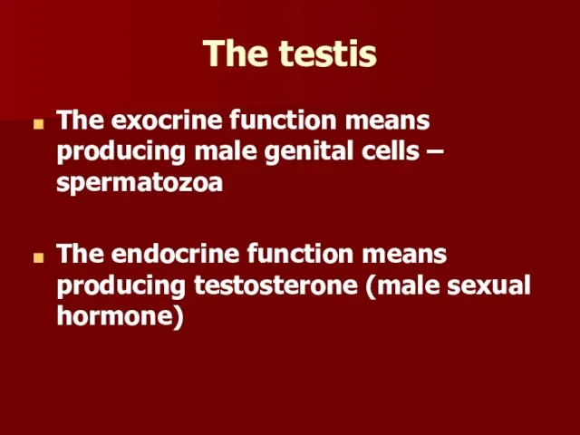 The testis The exocrine function means producing male genital cells – spermatozoa