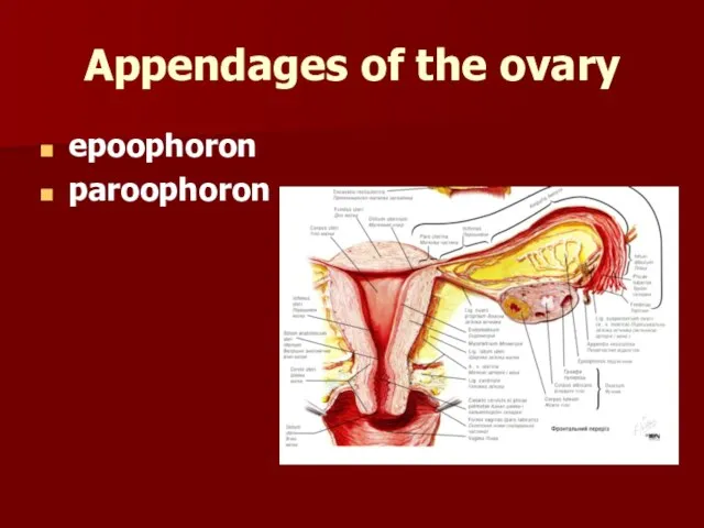 Appendages of the ovary epoophoron paroophoron